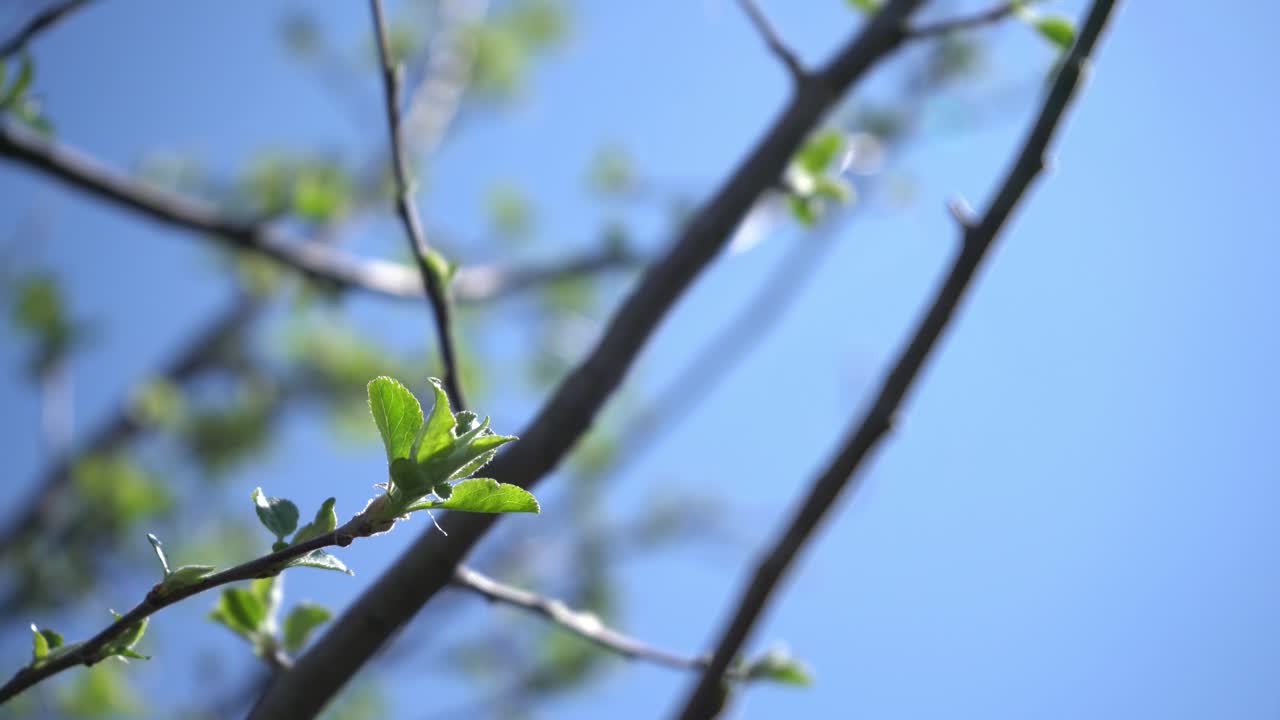 Apple tree in early spring - beginning to grow from buds - young leaves - small baby leaf on apple tree