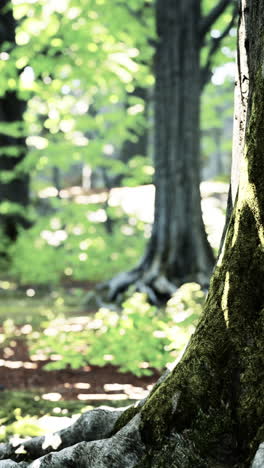 sunlight filtering through a forest