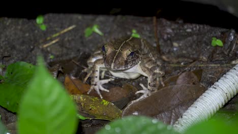 asian grass frog sitting on a mossy rock with dry leaves