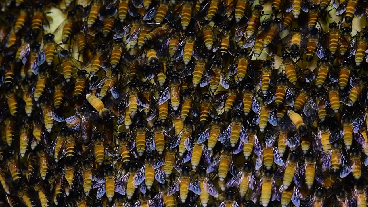 se sabe que las abejas melíferas gigantes construyen grandes colonias de nidos con bolsillos simétricos hechos de cera para almacenar miel como fuente de alimento.
