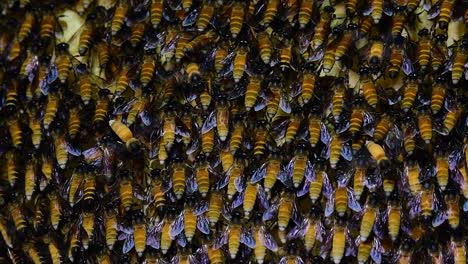 Se-Sabe-Que-Las-Abejas-Melíferas-Gigantes-Construyen-Grandes-Colonias-De-Nidos-Con-Bolsillos-Simétricos-Hechos-De-Cera-Para-Almacenar-Miel-Como-Fuente-De-Alimento.