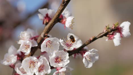 bee on cherry blossom collecting nectar and pollen on a sunny day