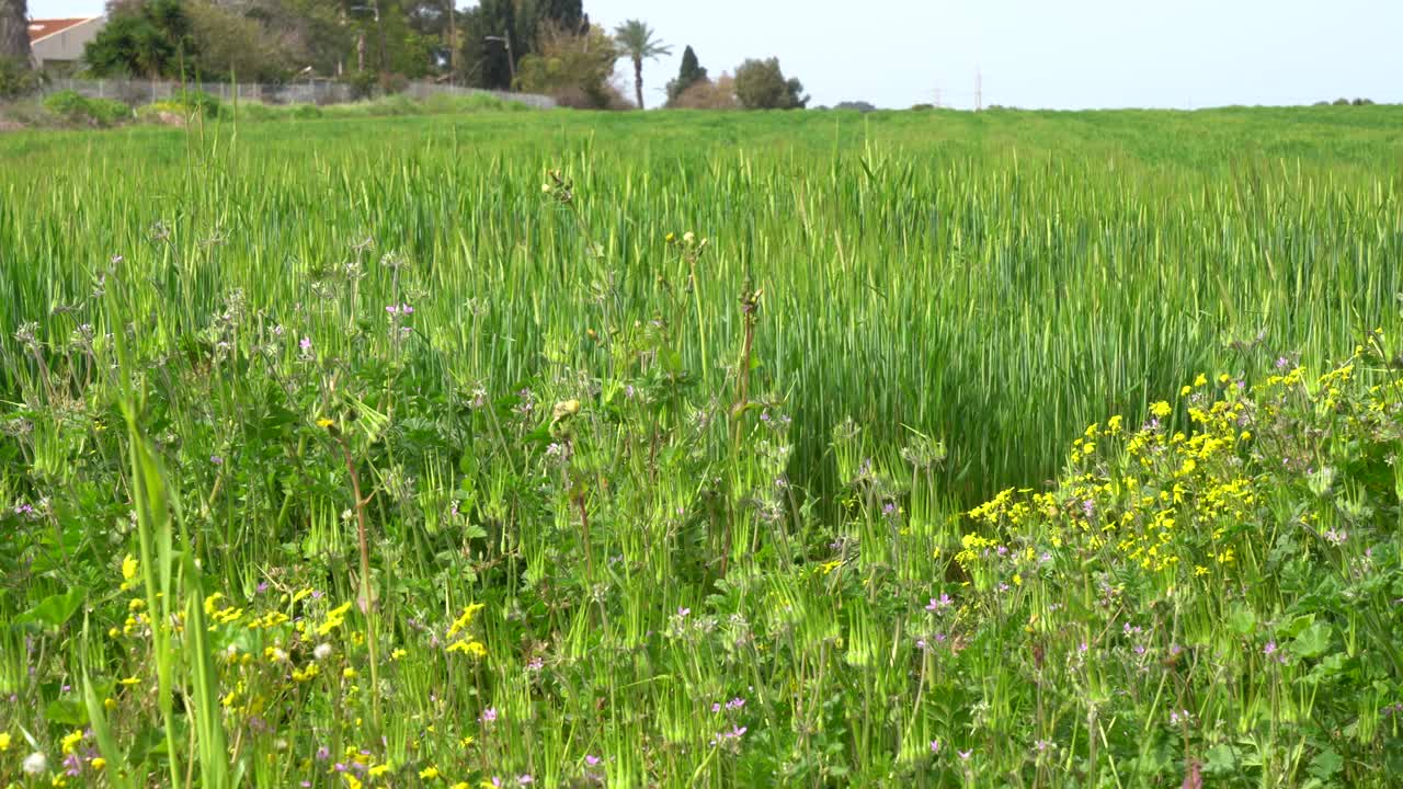 el lupino florece junto a un campo de trigo y cebada