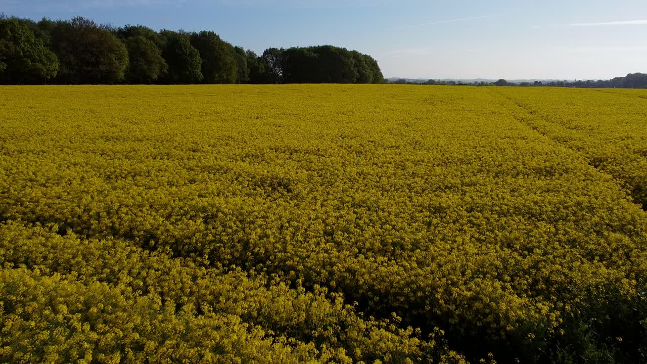 Veduta aerea in allontanamento che sorvola una campagna con un campo di colza colorato, giallo dorato brillante, all'alba.