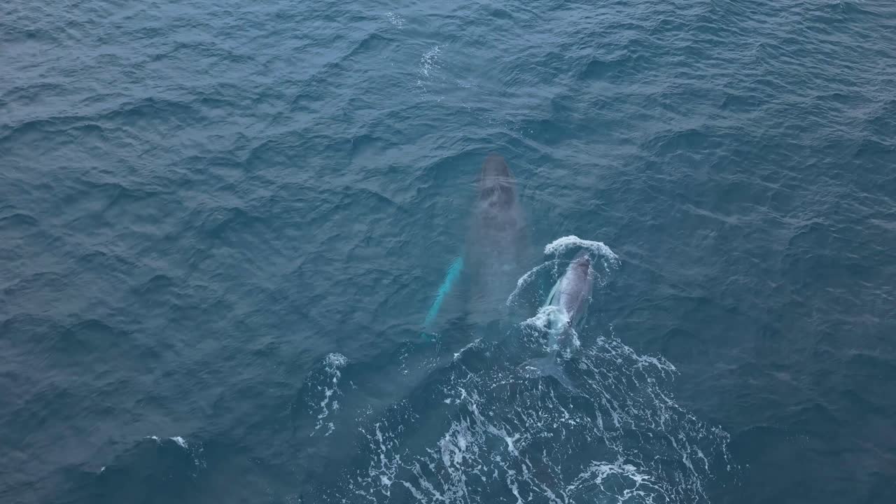Close up drone footage of newborn humpback whale calf breaches joyfully performing energetic acrobatic somersaults right next to mother whale, Ecuador
