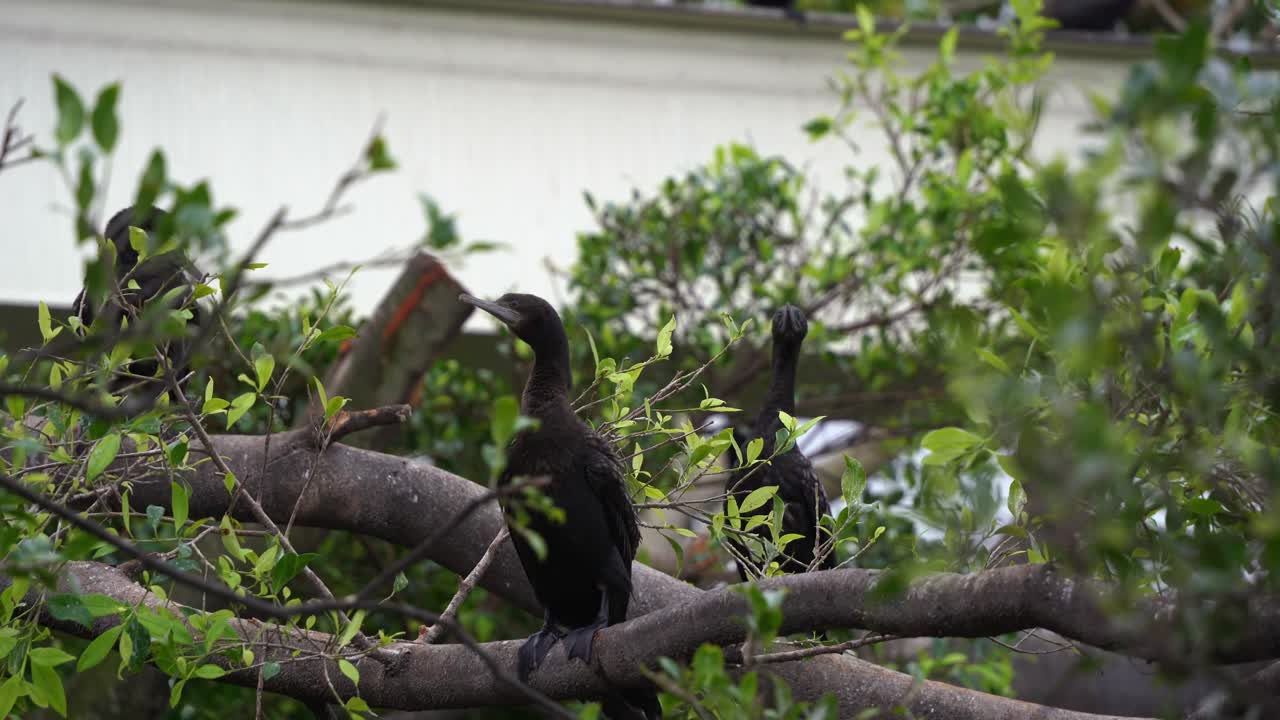 un par de pequeños cormoranes negros, phalacrocorax sulcirostris con ojos azul-verdes posados en la rama de un árbol balanceándose en el viento en un entorno frondoso, movimiento de mano de cerca