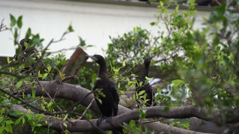 一對小黑<unk>,falacrocorax sulcirostris,有藍綠眼,坐在樹枝上,在樹葉環境中搖<unk>在風中,手持運動近距離拍攝