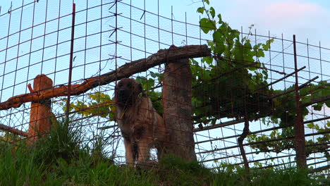 un lindo mastiff español ladrando dentro de una propiedad rural