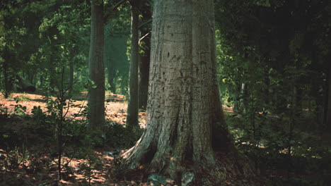 misty beech forest on the mountain slope in a nature reserve