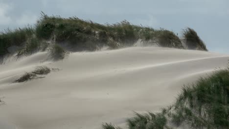 sand dunes with dune grass in the storm of the north sea, hiking dunes, dike protection, sondervig, jutland, denmark, 4k