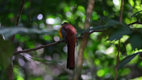 orange-breasted trogon, harpactes oreskios, male, 4k footage