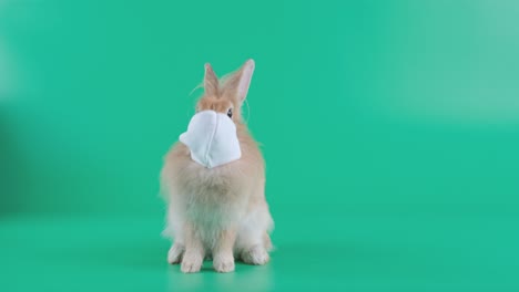 pequeño conejo marrón claro usa una máscara y un pequeño soporte móvil en la pantalla verde