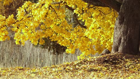 golden maple leafs in light breeze