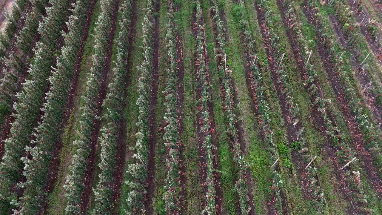 el dosel del árbol de manzana en el okanagan: viaje aéreo sobre las filas de huertos en la columbia británica
