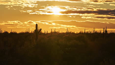 pôr-do-sol dourado do deserto do arizona com cactos saguaro em silhueta