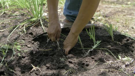 mãos semeando cebolinha para reprodução em um pomar - câmera lenta