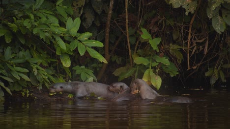 familia de nutrias de río gigantes que llegan a la orilla del río y se acuestan en el barro marcando olores y uniéndose