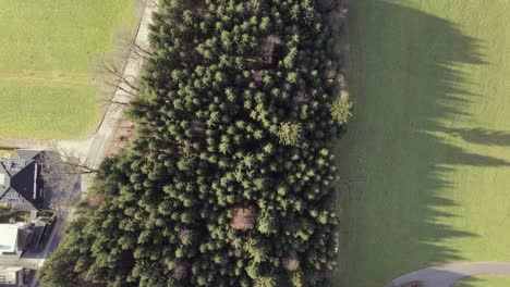 Drohne-Aus-Der-Vogelperspektive-Von-Einem-Monokultur-Kiefernblock-Zwischen-Grasfeldern,-Häusern-Und-Einer-Straße,-Die-Durch-Ländliche-Gegend-Führt,-Mit-Einem-Auto,-Das-An-Einem-Sonnigen-Tag-Auf-Der-Straße-Fährt,-Österreich