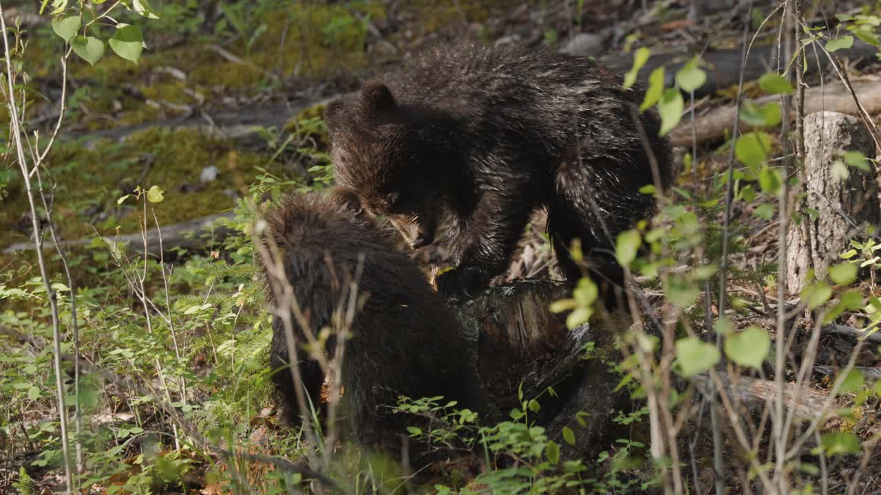 Grizzlybjørneunger leger med træstub i skoven