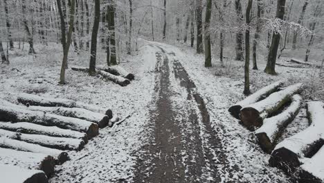 totally snowy winter forest. snowy road or trail. mysterious cinematic shot.