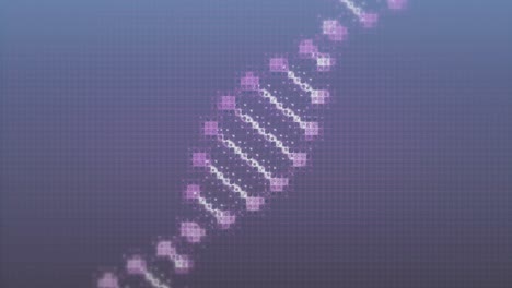 Animation-Eines-DNA-Strangs,-Der-Sich-Auf-Violettem-Hintergrund-Dreht