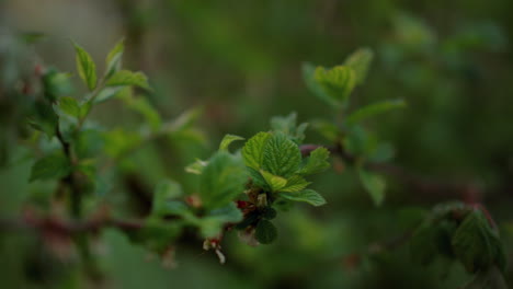 Closeup-view-tree-leafs-growing-in-forest.-Tranquil-nature-background.