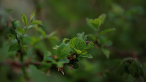 Closeup view tree leafs growing in forest. Tranquil nature background.