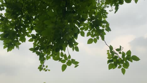 Close-up-view-of-a-mango-tree-on-a-windy-day-with-grey-sky