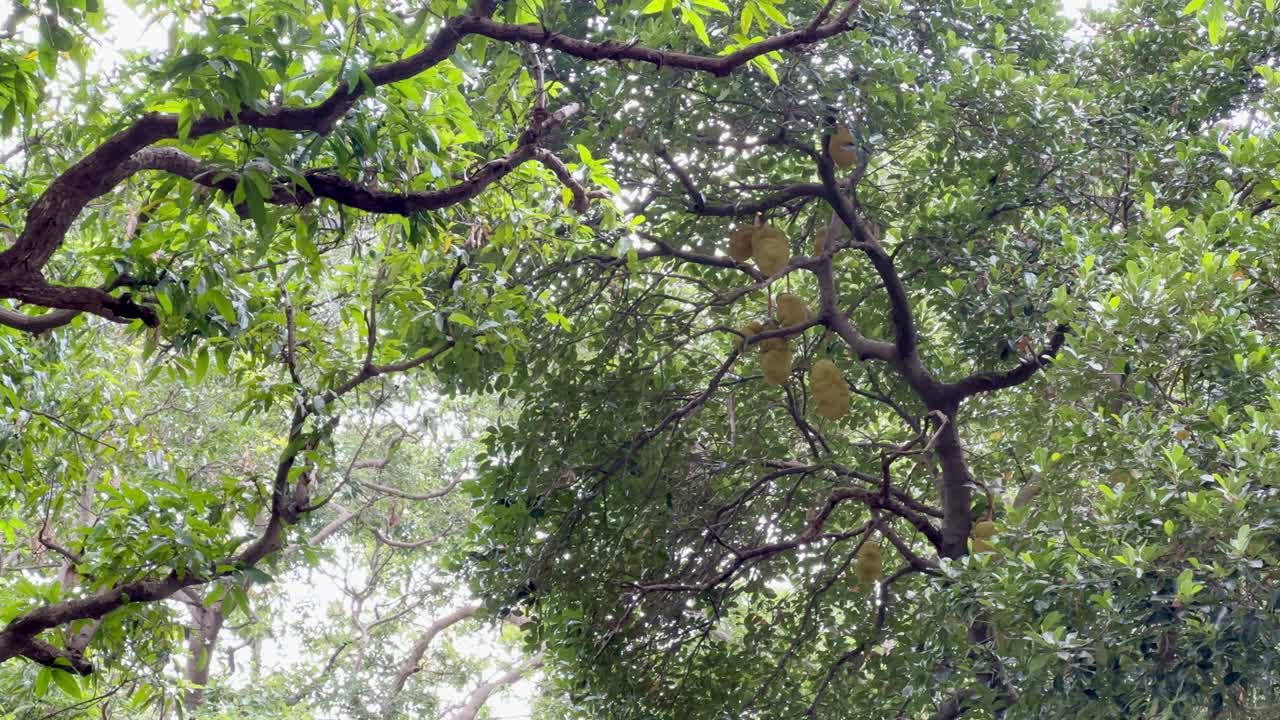 A tall tree of jackfruit in the orchard with lots of fruits