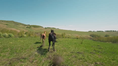 Fleet-legged-black-stallion-chases-brown-mare-in-green-field