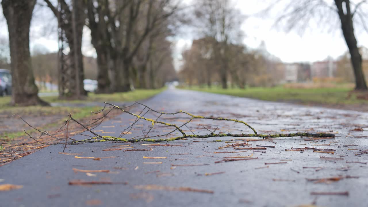 Close low handheld shot of fallen branch on wet pathway covered with leaves
