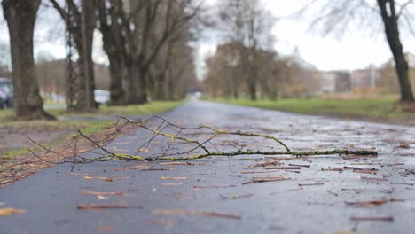 close low handheld shot of fallen branch on wet pathway covered with leaves
