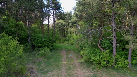 beautiful forest from drone view