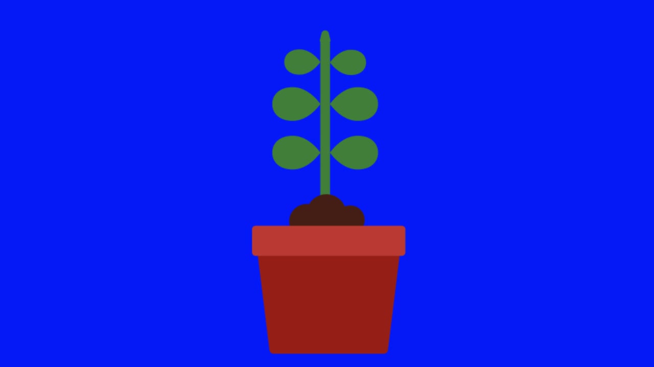 Animação colorida e simples de uma planta de casa crescendo isolada em tela azul em 4K.