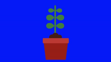 colorful simple animation of a growing house plant isolated on a blue screen in 4k