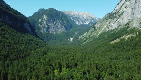 alpine valley with lush forest