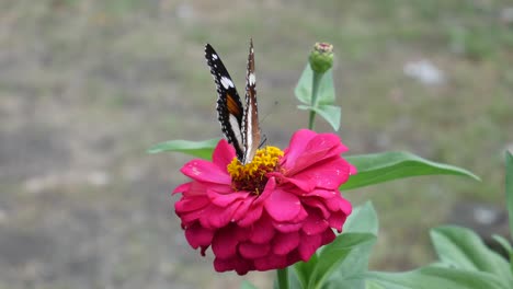schmetterlinge sitzen und fliegen nach der fütterung aus der wunderschönen rosa blume