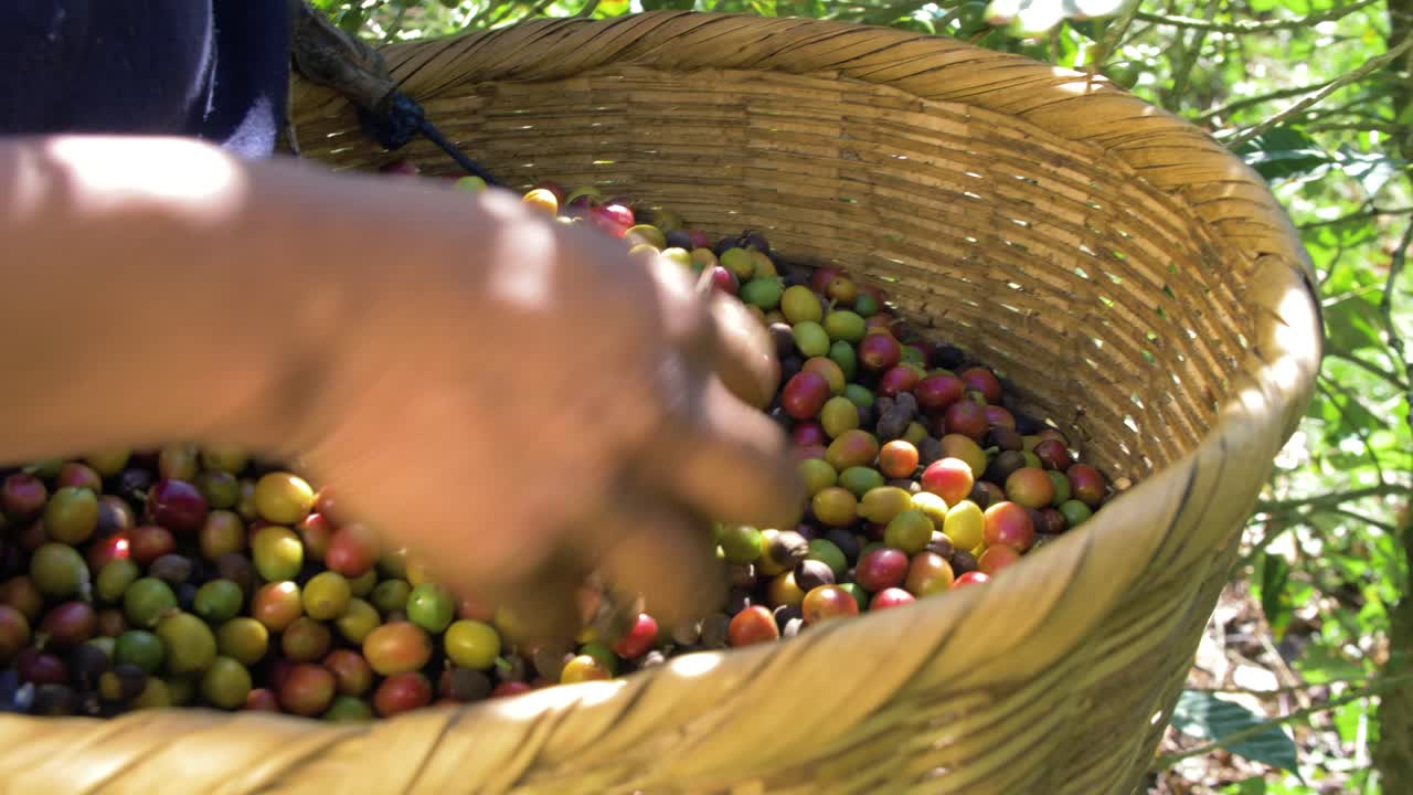 Um agricultor limpa os grãos de café colhidos em uma cesta de vime de galhos e detritos em El Salvador.