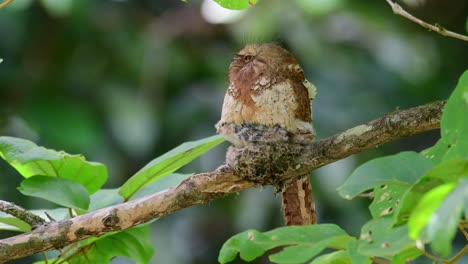 馬場青<unk> (batrachostomus javensis) 馬場青蛙的口