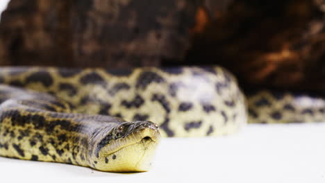 Yellow-anaconda-wild-snake-on-white