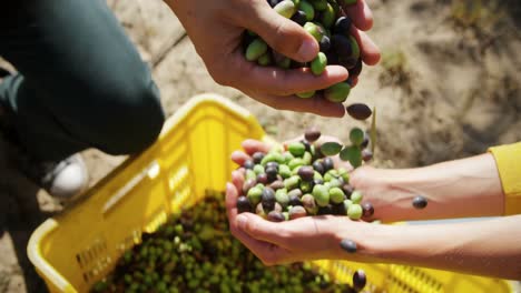 Couple-playing-with-harvested-olives-in-farm-4k