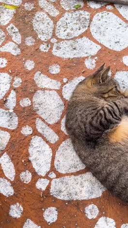 cat resting on a decorative stone patio