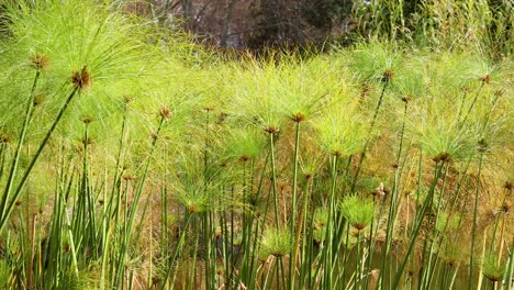 las exuberantes plantas de papiro se balancean cerca de un estanque tranquilo