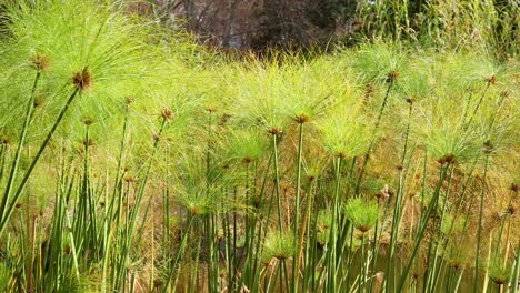 lush papyrus plants sway near tranquil pond