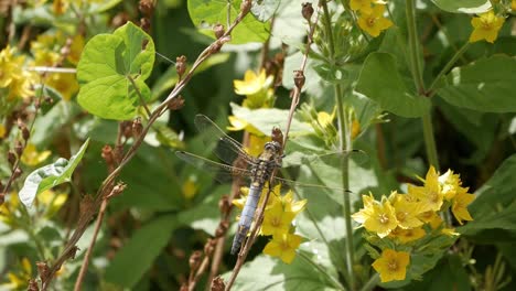 exemplar of dragonfly species, black-tailed skimmer perched on flowered bush branch