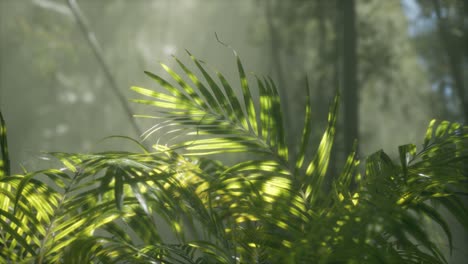 Helles-Licht,-Das-Durch-Den-Feuchten,-Nebligen-Nebel-Und-Die-Dschungelblätter-Scheint