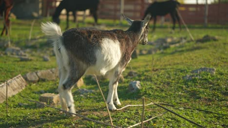 goat on a farm