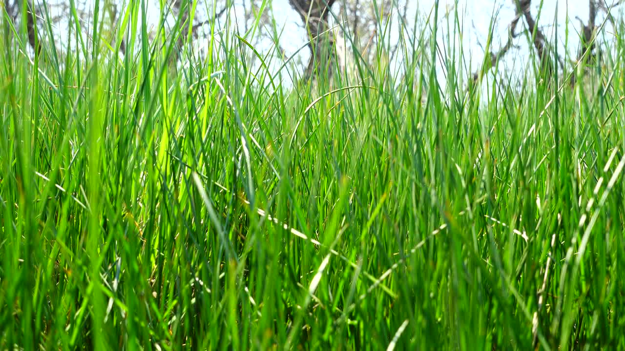 Lo scatto è più fresco dell'erba verde