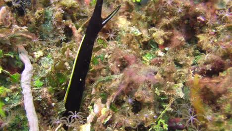 underwater killer and prey, juvenile ribbon eel peeps out of hole on densely grown coral reef, follows banggai cardinalfish, 1