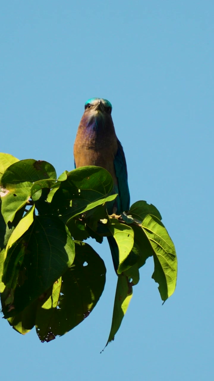 Un vivace uccello Ghiandaia indiana si posa tranquillamente su un ramo frondoso contro un cielo azzurro limpido. Autentico scatto naturalistico adatto per documentari sulla natura e narrazione ambientale.